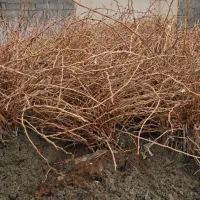 نهال انگور مرغوب|خدمات باغبانی و درختکاری|قزوین, |دیوار