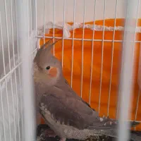 عروس هلندی|پرنده|تربت‌حیدریه, باغ سلطانی|دیوار