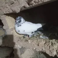 باعرض سلام خدمت عشق بازان عزیز|پرنده|دورود, |دیوار