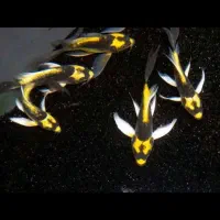 ماهی کوی مایان سوپرباله کلکسیونی