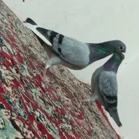 جفت سبز نر|پرنده|زابل, |دیوار