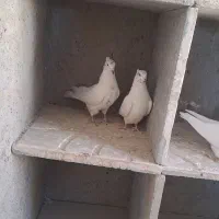 سه جفت پرش سنگین|حیوانات|سردرود, |دیوار