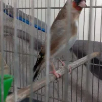 سهره ماده عروسک