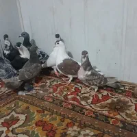 کفتر ساده .جوجه کرباتی . سبز آلمانی . سیاه پاک|پرنده|مشهد, رضاییه|دیوار
