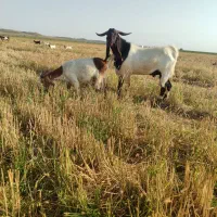 بزغاله پاکستانی