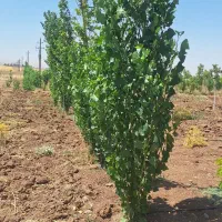 یک-قطعه-باغ-3-ساله-بهترین-لوکیشن