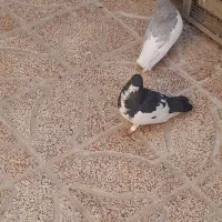 کفتر شهری|پرنده|شیراز, کوشک میدان|دیوار