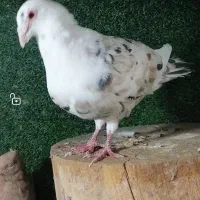 پرنده فروشی غلامی|پرنده|بیرجند, |دیوار
