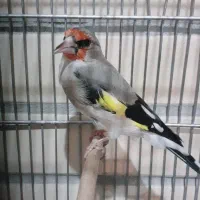 سهره|پرنده|سیرجان, |دیوار
