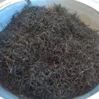 چای سنتی طلای سبز بازنشین