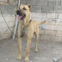 توله سگ نر