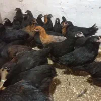 جوجه مرغ سیاه بومی ( بلک استار)