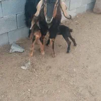 حیوانات مزرعه|حیوانات مزرعه|مرودشت, مجد آباد|دیوار