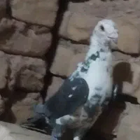 سلام نر سوسکی بزک