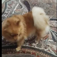 پامر|سگ|اصفهان, بهارستان|دیوار