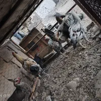 جوجه خروس محلی