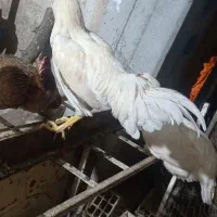 دو عدد خروس