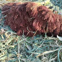 جارو درجه یک