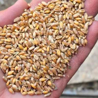 گندم بذری رقم وینر ارس