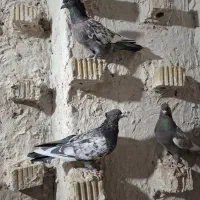 سینه سبز پرشی