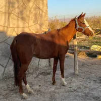 مادیون ترکمن