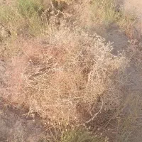 خار یک نیسان خار آماده بار کن ببر ۵۰۰