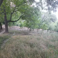 خریدار درخت توت