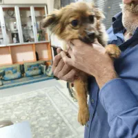 سگپامری توله|سگ|کرج, شهرک جهاننما|دیوار