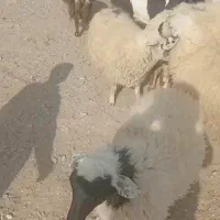 حیوانات مزرعه