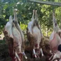 گوسفند زنده// گوساله// ذبح دام قصاب