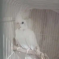 عروس هلندی مولد