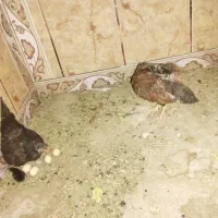 دوتا مرغ دشتی و یه جوجه و پنج تا تخم که پخته شدن