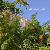 خوش نقشه ۱۸۵ متر طبقه ۱۰ مجتمع سبحان (احمدی)|فروش آپارتمان|تهران, قیطریه|دیوار