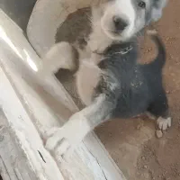 سگ افغان|سگ|مشهد, همت آباد|دیوار