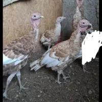 فروش بوقلمون