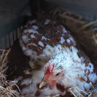 مرغ گلین کرچ همراه با ۱۰ تا تخم گلین