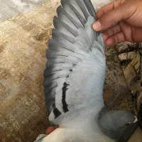 کبوترمسافتی|پرنده|شاهین دژ, |دیوار