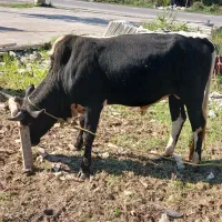 فروش گاو نر چالوسی