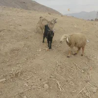 بز کهره دار