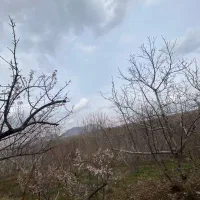 مجموع-باغ-های-میوه-ای-صادق-اباد-بعد-از-روستاآبپونه
