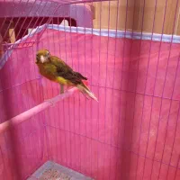 قناری نروماده|پرنده|رفسنجان, |دیوار