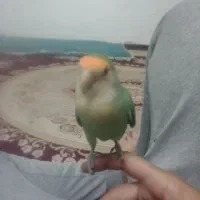 گمشده