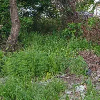 فروش-زمین-205-متری-در-رشت-نیرودریایی-توتدار