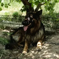 سگ ژرمن شپرد|سگ|مرودشت, نقش رستم|دیوار