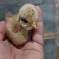 جوجه سلطان