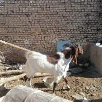 چپش پاکستانی