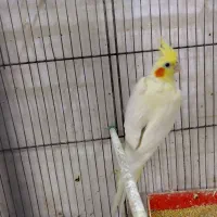 یه جفت عروس هلندی لوتینو|پرنده|خرمشهر, |دیوار