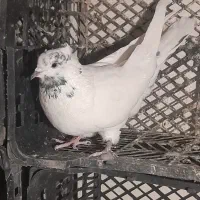 کفتر|پرنده|آبیک, |دیوار