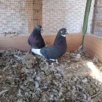 کفتر|پرنده|اصفهان, سرشبادران|دیوار