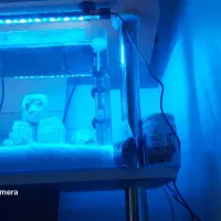 اکواریوم شیش خم درحد  طول 30سانت و عرض20و 25طول